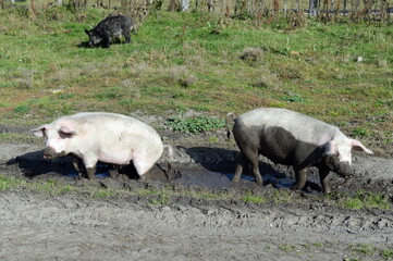  Pigs in the vicinity of the taiga village of Generalka of the Altai Territory