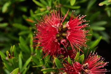 Crimson Bottlebrush, Melaleuca citrina, commonly known as common red, crimson or lemon bottlebrush,...