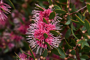 Callistemon species have commonly been referred to as bottlebrushes because of their cylindrical, brush like flowers resembling a traditional bottle brush. They are mostly found in the more temperate 
