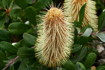 Banksia is a genus of around 170 species in the plant family Proteaceae. These Australian...