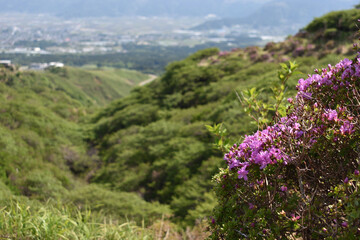 Image of Miyama Kirishima blooming in Sensuikyo [May]