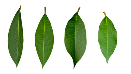 Obraz premium Dark green plumeria leaves white background