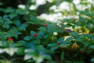Far Eastern nature. Close-up. A beautiful plant with red berries grows at the roots of tall trees.