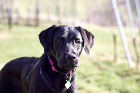 black labrador retriever