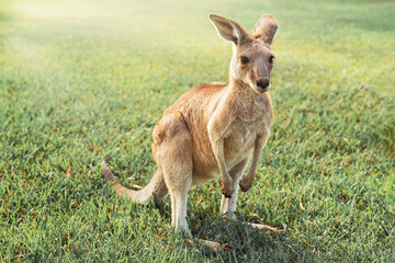 Australian kangaroo enjoying the afternoon sun in a park © Natalie