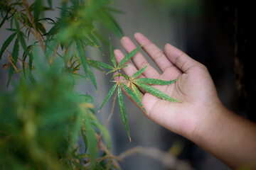 Leaf of marijuana in hand.