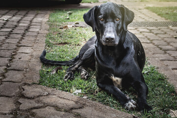 black labrador retriever dog
