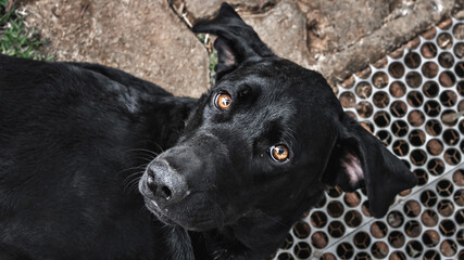 black dog portrait