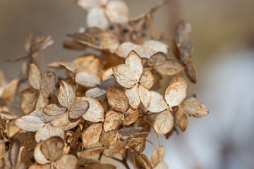 Dry hydrangea flowers on a bush, beautiful natural background