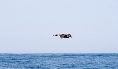 Pato volando sobre el Océano Pacífico 