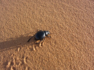 サハラ砂漠(Sahara desert)フンコロガシ(dung beetle)が一匹で寂しく広い砂漠を行く(Go on trip by himself with loneliness)