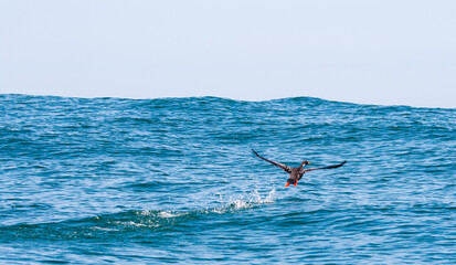 Pato despegando sobre una ola en el mar