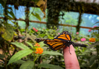 Mariposa