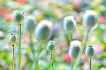 poppy seed capsules