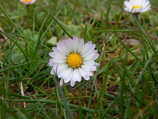 daisy in the grass