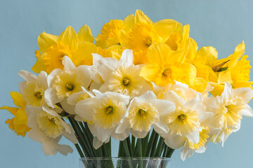 Large-crowned white and yellow daffodils with a ruffled crown. This spring flower is one of the earliest.