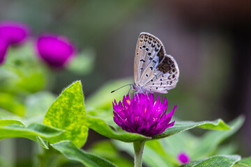 The butterfly on the purple  flower.