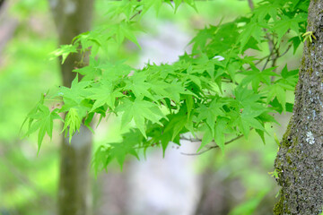 緑色の可愛いもみじ