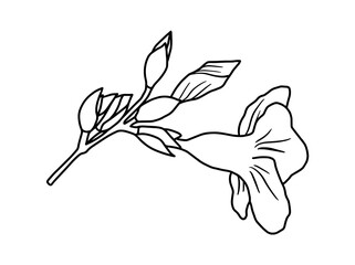 Hand drawing and sketch flower with line art illustration.