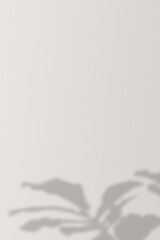 Background with shadow of a monstera tree