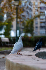 Palomas posadas sobre fuente