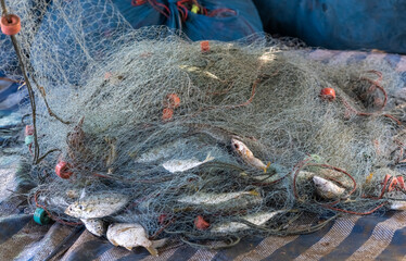 variety fishes trapped in fisherman fishing nets
