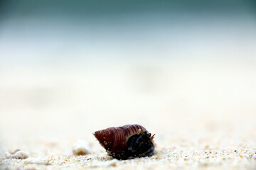 Hermit Crab