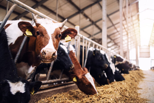 Group Of Cows At Cowshed Eating Hay Or Fodder On Dairy Farm.