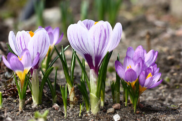 Spring sunny day. Crocuses large and small a different coloring grow and blossom nearby.