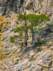 A pine tree growing in the rocks on a coast near Sudak town in Crimea