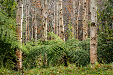 birth trees in the forest in autumn