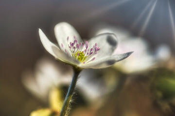 Buschwindr&ouml;schen