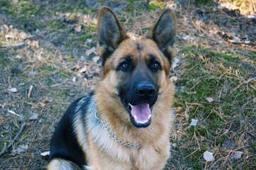 Faithful German Shepherd Sits And Looks 