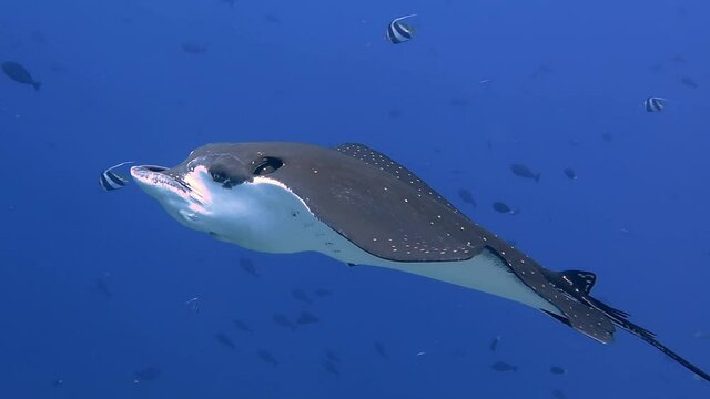 An Eagle Ray swimming majestically close and relaxed
