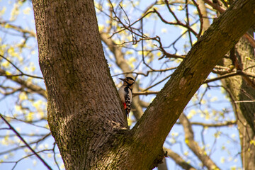 woodpecker on tree