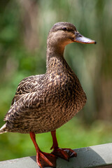 Duck