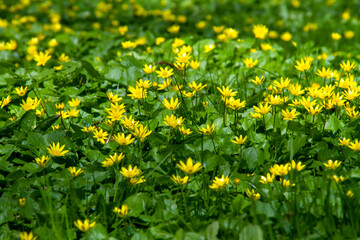 Obraz premium Yellow forest flowers on the grass