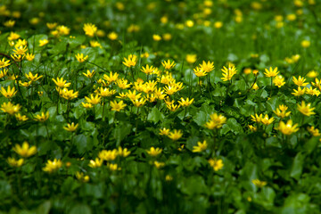 Yellow forest flowers on the grass