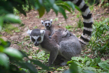 Obraz premium ring lemur