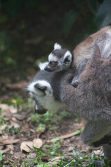 ring lemur