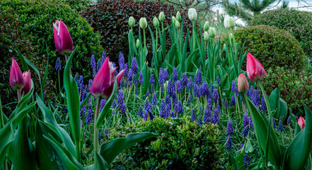 Szafirki i tulipany . Wiosenny ogród