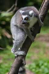 lemur on tree