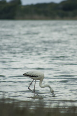 flamenco común bebiendo