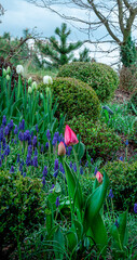 Tulipany w nowoczesnym ogrodzie . Ogrodzenie z drewna