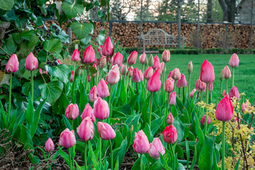 Tulipan