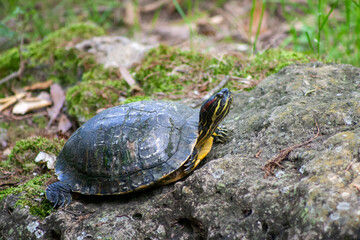 Fototapeta premium turtle on a rock