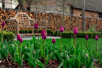 Ławeczka w ogrodzie w  śród kwitnących tulipanów - obrazy, fototapety, plakaty