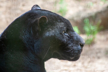 Black Jaquar