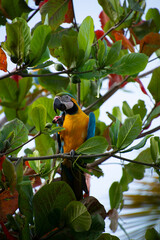 Guacamaya en Árbol de Almendrón.