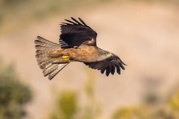 Black kite flying